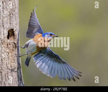 Trou de nid de l'est du Bluebird. Banque D'Images