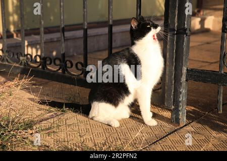 Joli chat noir et blanc assis près d'une clôture en fer à l'extérieur. Animal errant Banque D'Images