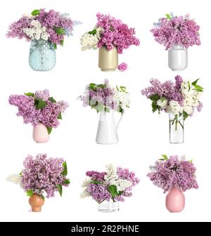 Collage avec de belles fleurs lilas dans des vases sur fond blanc Banque D'Images