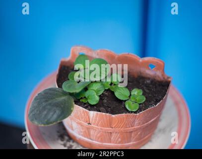 La multiplication des violettes africaines à partir d'une coupe de feuilles produit de petits plantules qui sont prêtes à être transplanées en deux ou trois mois environ. Banque D'Images