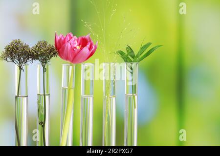 Différentes plantes dans des tubes à essai sur fond flou, gros plan. Espace pour le texte Banque D'Images