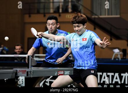 Durban, Afrique du Sud. 20th mai 2023. Wong Chun Ting/Doo Hoi Kem (R) de Hong Kong en Chine lors de la première série de doubles mixtes entre Wong Chun Ting/Doo Hoi Kem de Hong Kong en Chine et John Oyebode/Gaia Monfardini en Italie lors de la finale des Championnats du monde de tennis de table 2023 de l'ITTF à Durban, en Afrique du Sud, au 20 mai 2023. Crédit: Li Yahui/Xinhua/Alamy Live News Banque D'Images