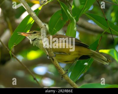 Tuamotu roseaux-paruline, Acrocephalus atyphus, un oiseau endémique sur l'île de Makatea, Tuamtous Banque D'Images