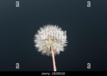 Fermé Bud d'un pissenlit. Pissenlit fleurs blanches sur fond sombre. Photo de haute qualité Banque D'Images