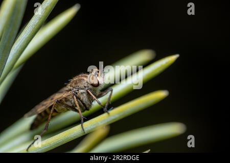 Vue latérale d'une mouche de Stiletto Thereva assise sur une aiguille d'épinette. Macro Banque D'Images