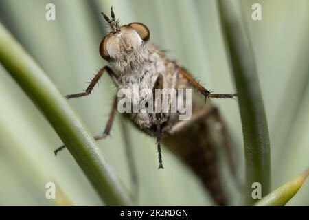 Vue de dessous d'une mouche de Stiletto Thereva assise sur une aiguille d'épinette. Macro Banque D'Images