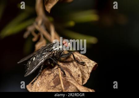 Sarcophaga carnaria, grande mouche de viande grise sur une feuille jaune Banque D'Images