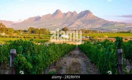 Paysage de vignoble au coucher du soleil avec des montagnes à Stellenbosch, près du Cap, Afrique du Sud. Vins raisins sur la vigne dans le vignoble ouest du Cap Afrique du Sud Banque D'Images