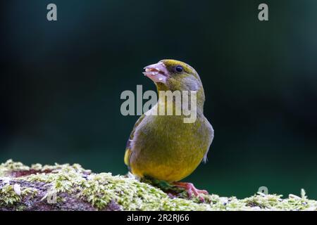 Goldfinch européen [ Carduelis carduelis ] oiseau mâle sur branche mossy Banque D'Images