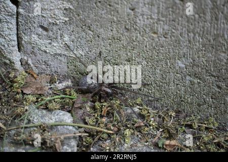 L'araignée d'angle de la maison se faufile le long d'un mur de la maison Banque D'Images