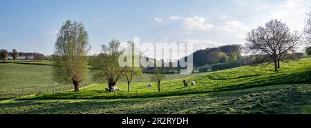 vaches de boeuf dans la campagne belge près de la province néerlandaise de limbourg au printemps Banque D'Images