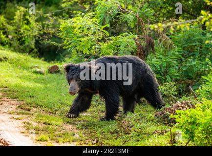 L'ours sloth sri-lankais (Melursus ursinus inornatus) est en marche le long de la route dans le parc national de Yala. Sri Lanka. Banque D'Images