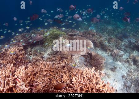 Indo-pacific Sergent Daméselt, Abubefduf vaigiensis, école avec corals durs sur le récif, île de Sipadan, Sabah, Malaisie Banque D'Images