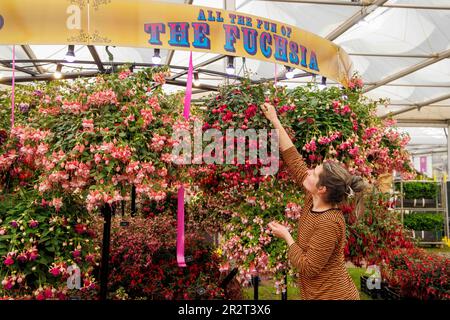 Londres, Royaume-Uni. 212 mai 2023. Dernière accumulation au RHS Chelsea Flower Show. Les exposants mettent la touche finale à leurs expositions avant le jour de la presse et la visite de HRH King Charles III et Queen Camilla demain. Le spectacle de fleurs s'étend de 22 mai à 27 mai. Crédit : Karl Black/Alay Live News Banque D'Images