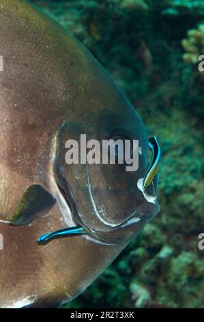 Corégone doré, Platax boersii, nettoyé par Bluestreak Cleaner Wrasse, Labroides dimidiatus, site de plongée de Barracuda point, île de Sipadan, Sabah, Banque D'Images