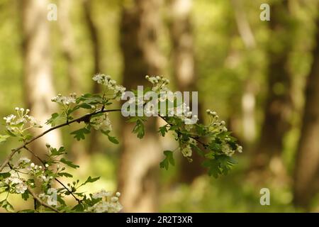 Fleurs sur une branche d'un aubépine qui fleurit en mai dans une forêt. Arbres flous à l'arrière-plan Banque D'Images