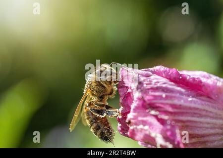 L'abeille pollinise la fleur d'Hibiscus. Horizontalement. Banque D'Images