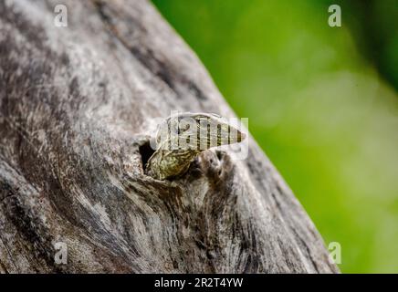 Le petit moniteur de lézards (Varanus) est à l'extérieur du creux d'un arbre sec. Parc national de Yala. Sri Lanka. Banque D'Images