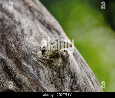 Le petit moniteur de lézards (Varanus) est à l'extérieur du creux d'un arbre sec. Parc national de Yala. Sri Lanka. Banque D'Images
