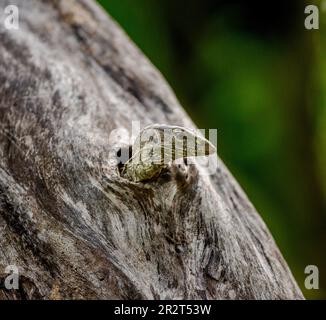 Le petit moniteur de lézards (Varanus) est à l'extérieur du creux d'un arbre sec. Parc national de Yala. Sri Lanka. Banque D'Images