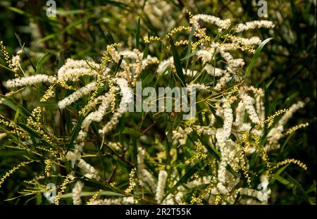 Gros plan de fleurs blanches délicates et prolifiques d'acacia australienne floribunda, larmoiement de gossamer, larmoiement de slow blanc, dans le jardin privé du Queensland. Banque D'Images