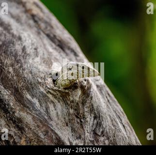Le petit moniteur de lézards (Varanus) est à l'extérieur du creux d'un arbre sec. Parc national de Yala. Sri Lanka. Banque D'Images