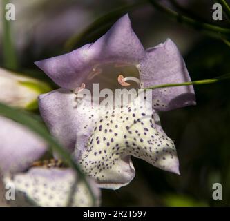 Fleur de brousse d'émeu à feuilles étroites australienne, erimophila sturtii, dans le jardin du Queensland au printemps. Pétales délicats à pois violets et blancs. Banque D'Images