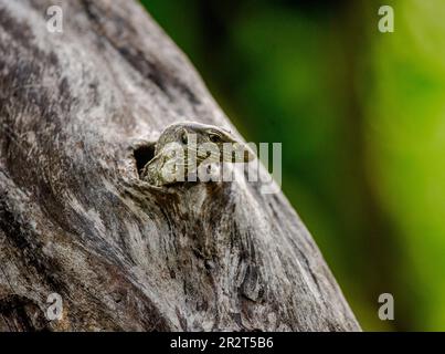 Le petit moniteur de lézards (Varanus) est à l'extérieur du creux d'un arbre sec. Parc national de Yala. Sri Lanka. Banque D'Images