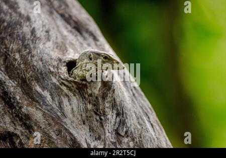 Le petit moniteur de lézards (Varanus) est à l'extérieur du creux d'un arbre sec. Parc national de Yala. Sri Lanka. Banque D'Images