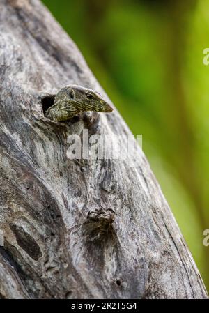 Le petit moniteur de lézards (Varanus) est à l'extérieur du creux d'un arbre sec. Parc national de Yala. Sri Lanka. Banque D'Images