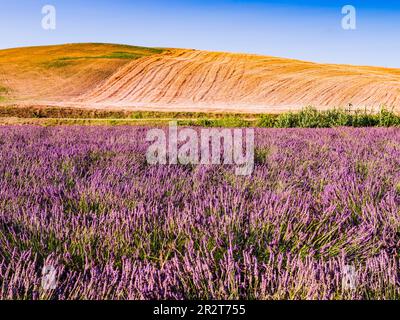 Superbe champ de lavande avec herbe verte et collines ondoyantes en arrière-plan, Toscane, Italie Banque D'Images