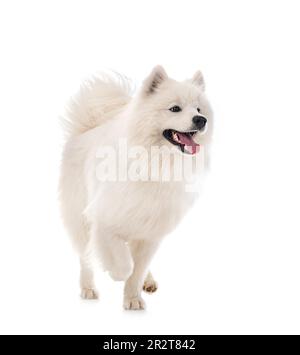 Chien samoyède in front of white background Banque D'Images