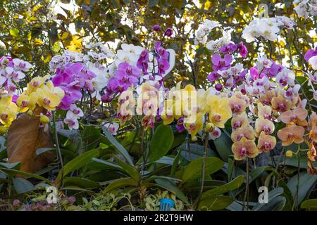 Gros plan de couleur jaune, blanche et rose mixte, appelé Orchids Phalaenopsis, fond d'orchidée, orchidée papillon Banque D'Images