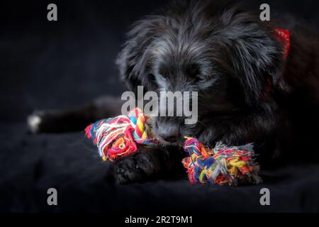 Chien noir chiot couché et mastiquer nœud corde os jouet, portrait sur fond noir Banque D'Images