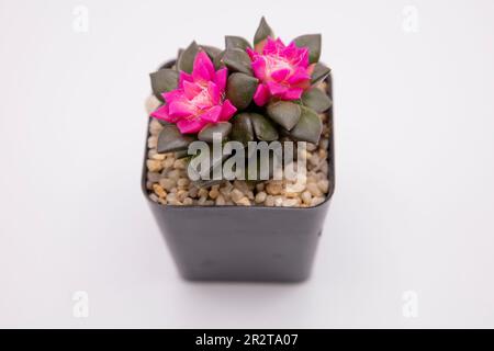 Sandrose ou lever de soleil succulent Anacamseros rufescens cactus dans le petit pot, isolé sur fond blanc Banque D'Images