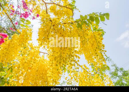 Douche dorée, fistule de Cassia, Cassia purgeant, Laburnum indien, ou Pudding-pipe Tree. Asie du Sud-est arbre à fleurs jaunes tropicales Banque D'Images