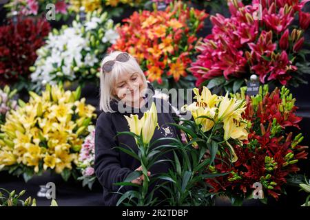 Londres, Royaume-Uni. 212 mai 2023. Dernière accumulation au RHS Chelsea Flower Show. Les exposants mettent la touche finale à leurs expositions avant le jour de la presse et la visite de HRH King Charles III et Queen Camilla demain. Le spectacle de fleurs s'étend de 22 mai à 27 mai. Crédit : Karl Black/Alay Live News Banque D'Images