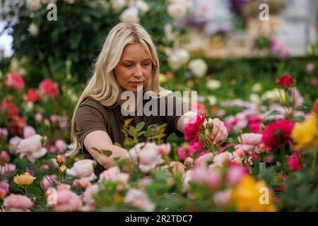 Londres, Royaume-Uni. 212 mai 2023. Dernière accumulation au RHS Chelsea Flower Show. Les exposants mettent la touche finale à leurs expositions avant le jour de la presse et la visite de HRH King Charles III et Queen Camilla demain. Le spectacle de fleurs s'étend de 22 mai à 27 mai. Crédit : Karl Black/Alay Live News Banque D'Images