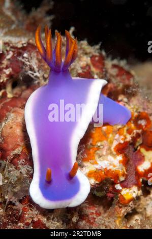 Royal Hypseldoris Nudibranch, Hypseldoris sp, site de plongée d'Eel Gardens, île de Mabul, près de l'île de Sipadan, Sabah, Malaisie Banque D'Images