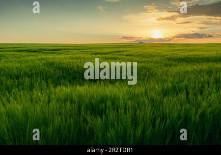 Coucher de soleil sur un grand champ d'orge vert, Staw, Pologne Banque D'Images