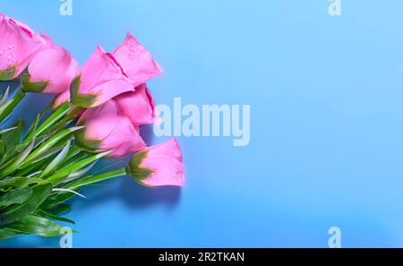 Bouquet de roses roses sur fond bleu Banque D'Images