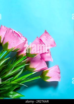 Bouquet de fleurs de lisianthus rose sur fond bleu. Banque D'Images