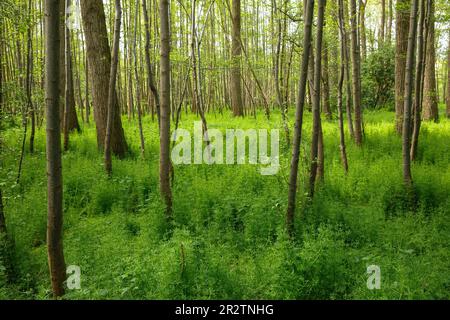 L'armotte de terriers (Galium aparine) pousse dans la forêt du Bruch de Worringer, un méandre de 8000 ans envasé sur le Rhin. À 37,5 mètres au-dessus de la mer Banque D'Images