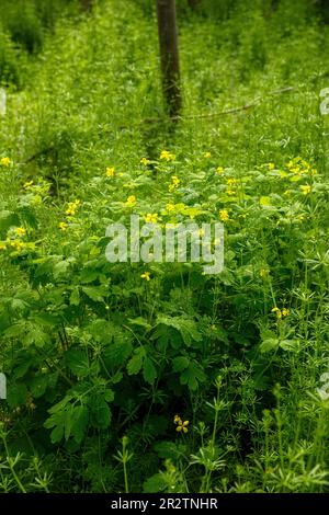 L'armoise à burdock (Galium aparine) et la plus grande célandine (Chelidonium majus) poussent dans la forêt de la Bruche de Worringer, une moyenne de 8000 ans silyée Banque D'Images