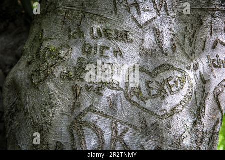 Coeurs sculptés dans l'écorce d'un hêtre dans le parc du Rhin dans le quartier Deutz, Cologne, Allemagne. Herzen in der Rinde einer Buché im Rheinpark im S Banque D'Images