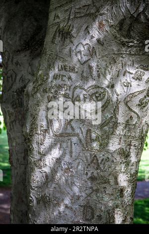 Coeurs sculptés dans l'écorce d'un hêtre dans le parc du Rhin dans le quartier Deutz, Cologne, Allemagne. Herzen in der Rinde einer Buché im Rheinpark im S Banque D'Images