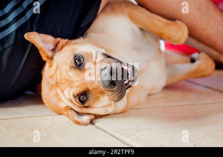 Chien brun de race mixte allongé avec le sourire Banque D'Images