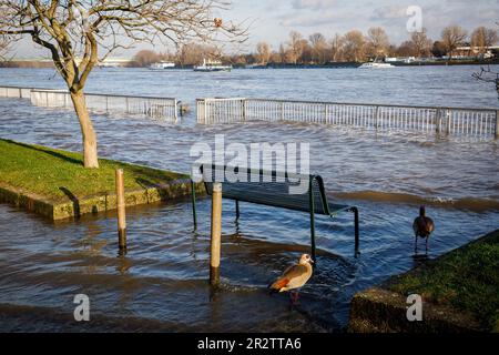 Cologne, Allemagne, 18 janvier. 2023, inondation du Rhin, oies égyptiennes. Koeln, Allemagne, 18. Januar 2023, Hochwasser des Rheins, Nilgaense. Banque D'Images