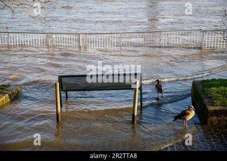 Cologne, Allemagne, 18 janvier. 2023, inondation du Rhin, oies égyptiennes. Koeln, Allemagne, 18. Januar 2023, Hochwasser des Rheins, Nilgaense. Banque D'Images