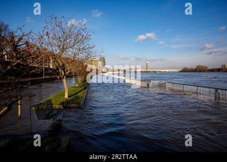 Cologne, Allemagne, 18 janvier. 2023, inondation du Rhin, en arrière-plan le pont du zoo et la tour de Colonia. Koeln, Allemagne, 1 Banque D'Images